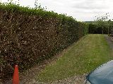 Hedge